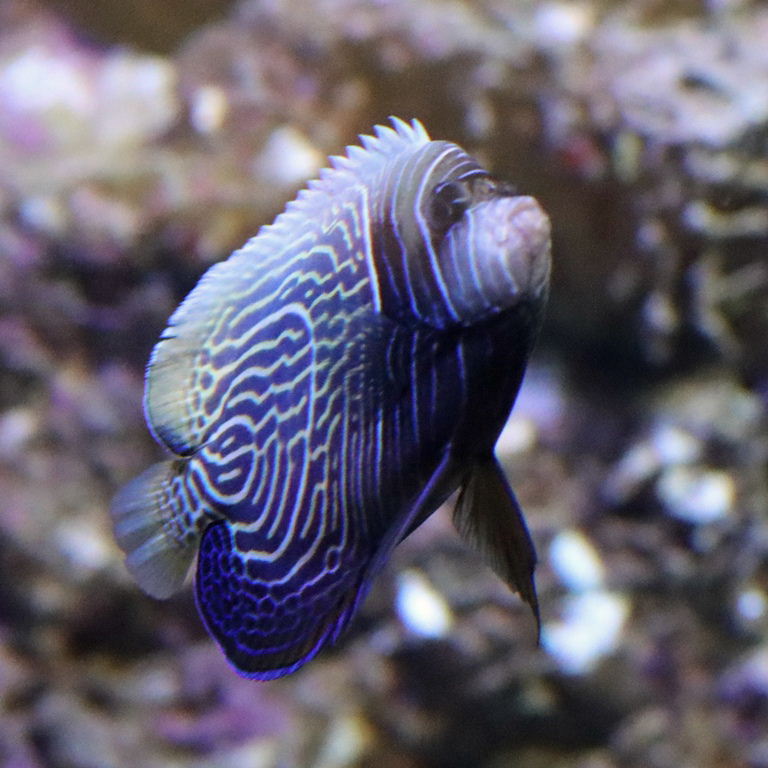 Emperor Angelfish juvenile