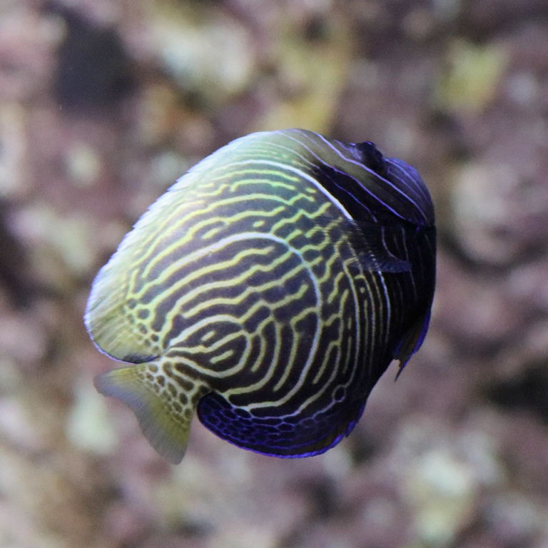 Emperor Angelfish juvenile