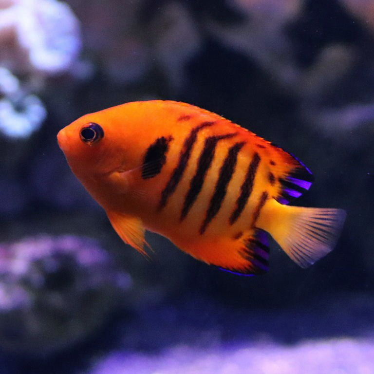 Flame Angelfish