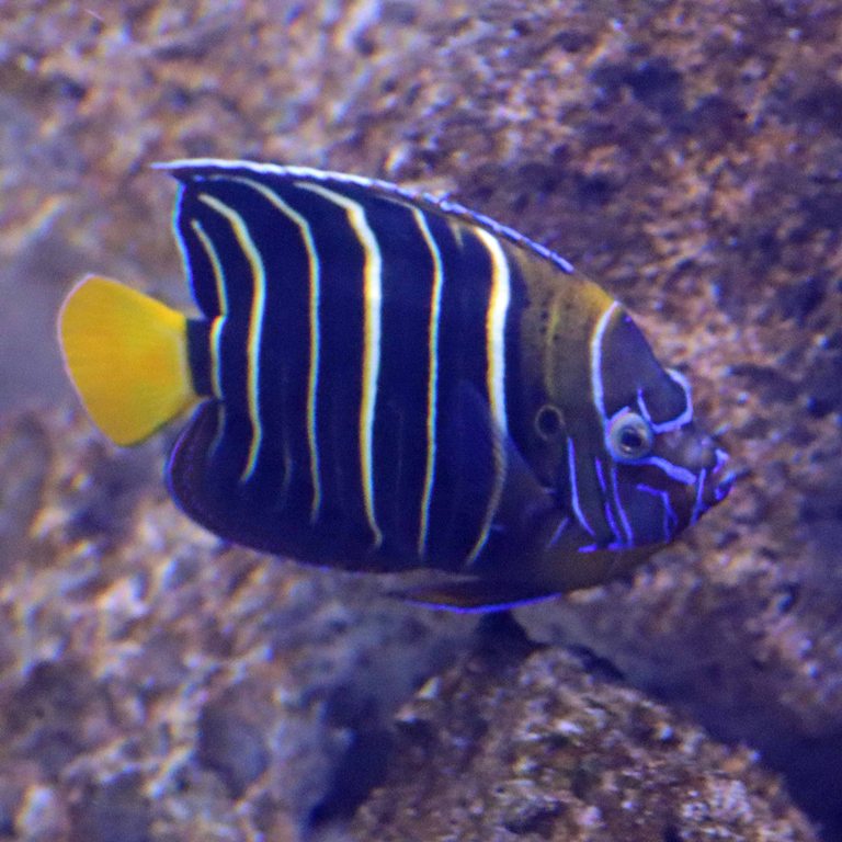 Goldtail Angelfish