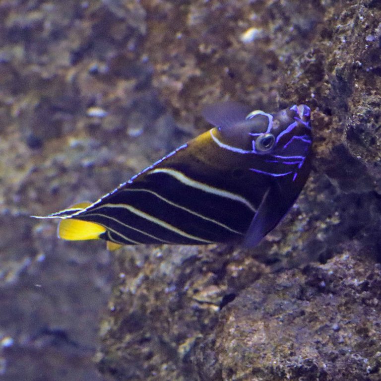 Goldtail Angelfish