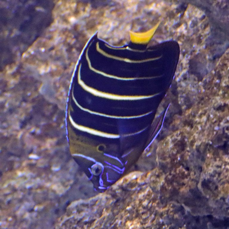 Goldtail Angelfish