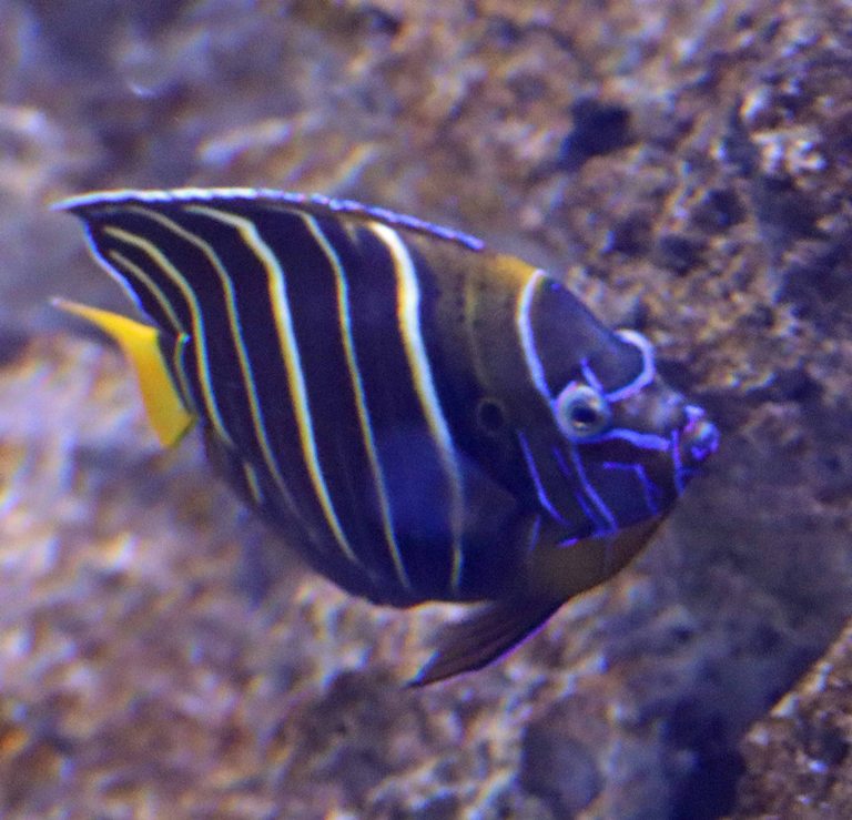 Goldtail Angelfish