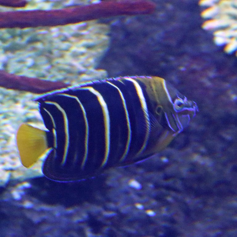 Goldtail Angelfish