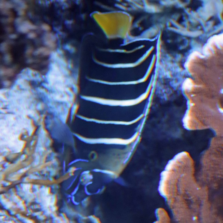 Goldtail Angelfish