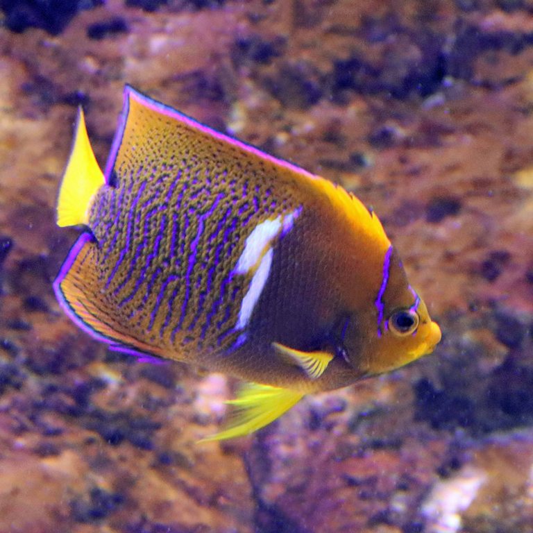 King Angelfish