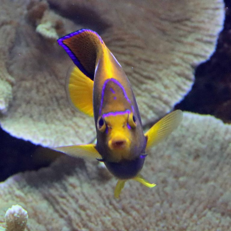 King Angelfish