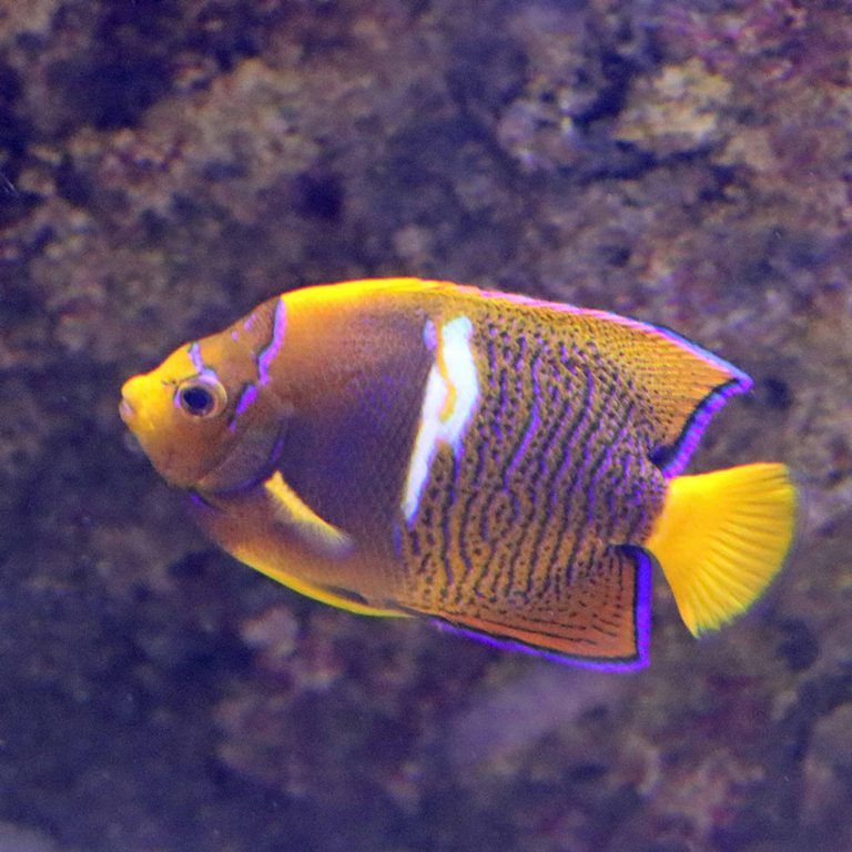 King Angelfish
