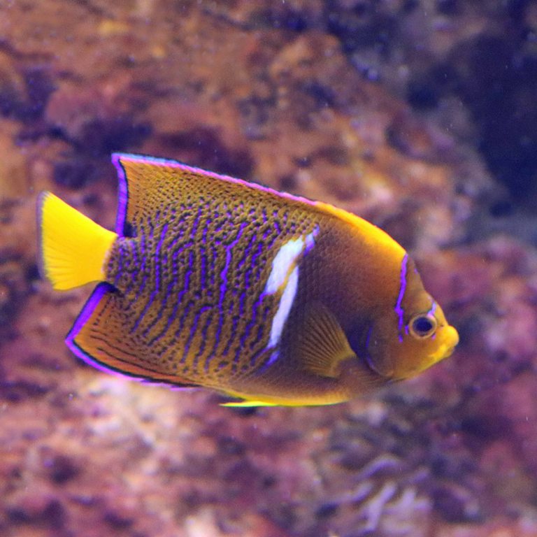 King Angelfish