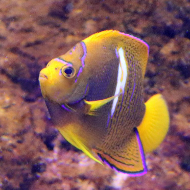 King Angelfish
