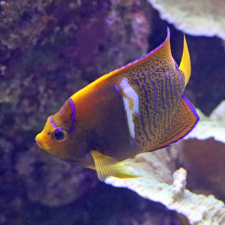 King Angelfish
