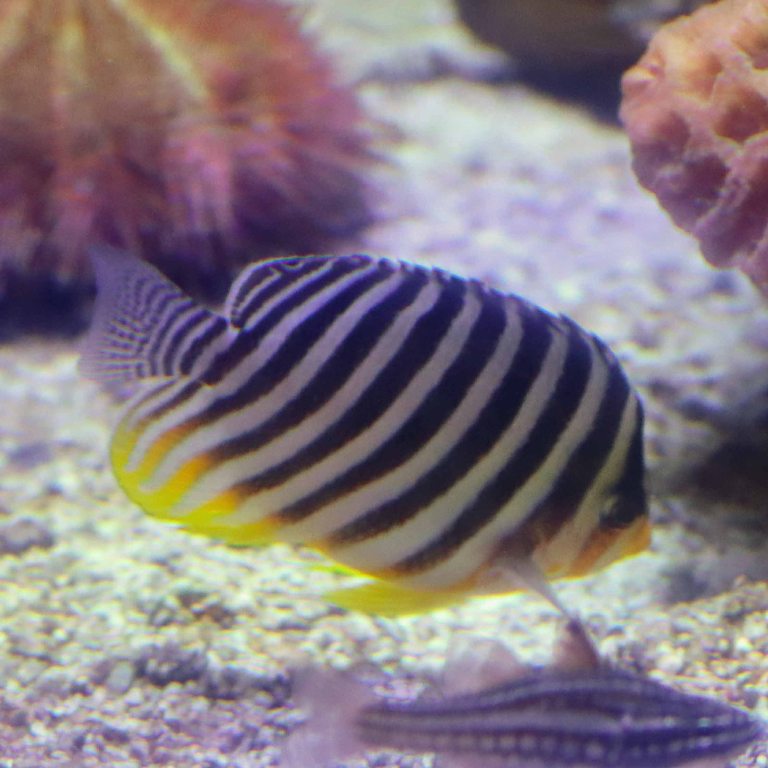 Multi-barred Angelfish