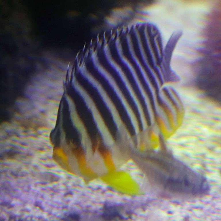 Multi-barred Angelfish
