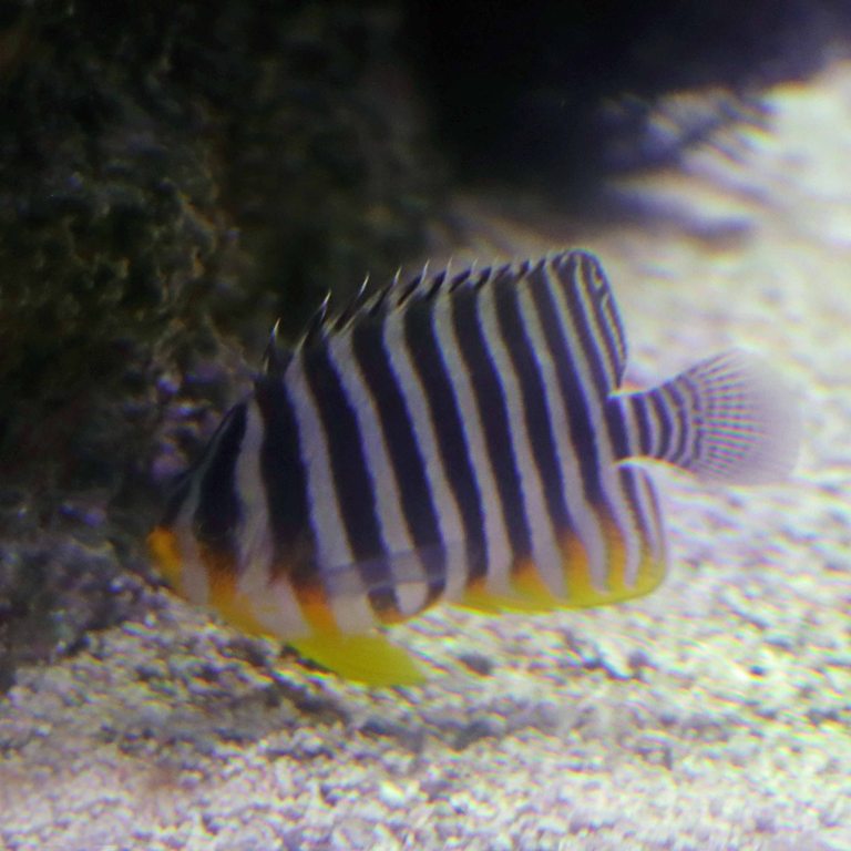 Multi-barred Angelfish