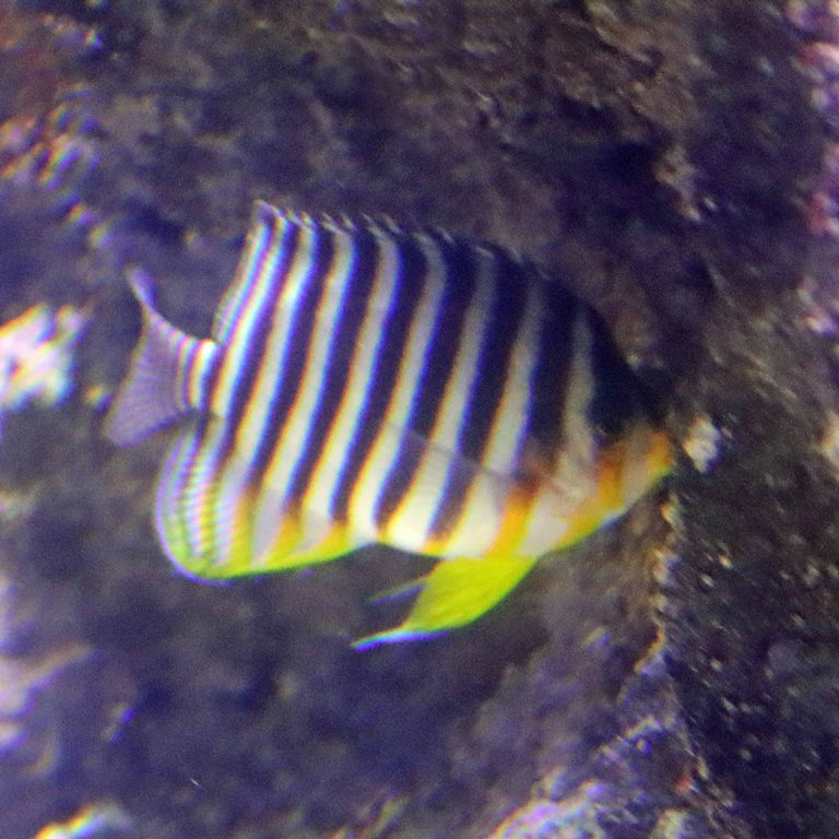 Multi-barred Angelfish