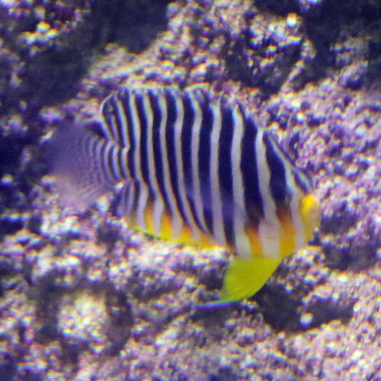 Multi-barred Angelfish