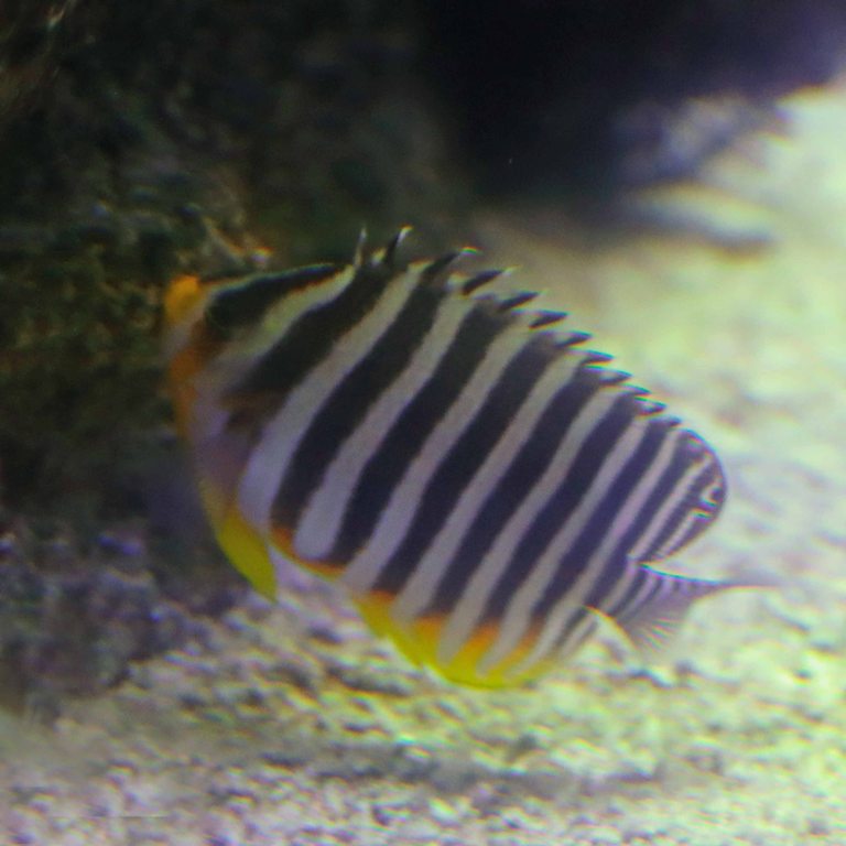 Multi-barred Angelfish