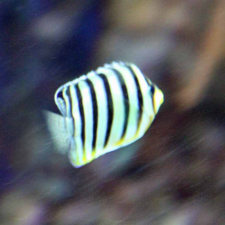 Multi-barred Angelfish