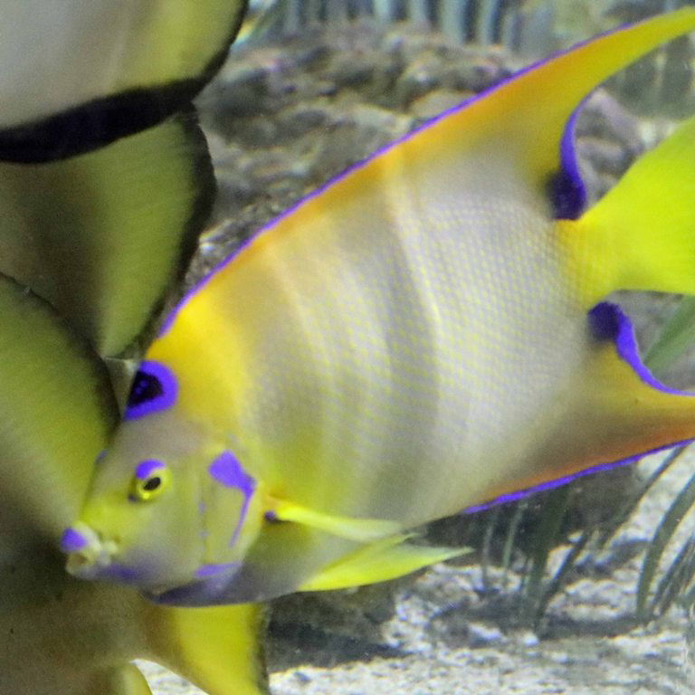 Queen Angelfish