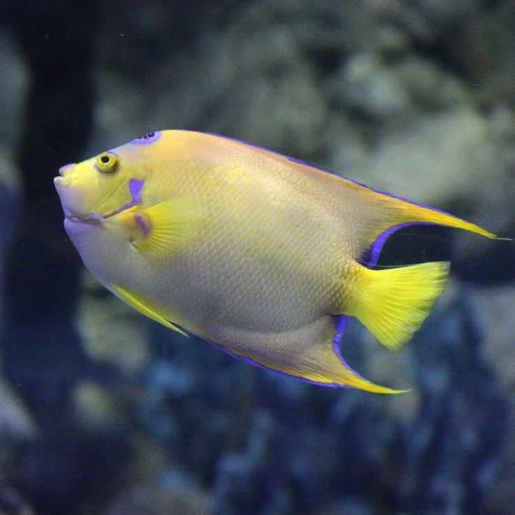 Queen Angelfish