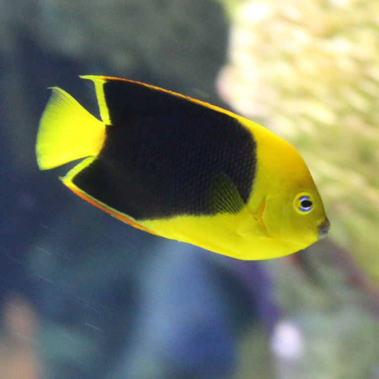 Rock Beauty Angelfish