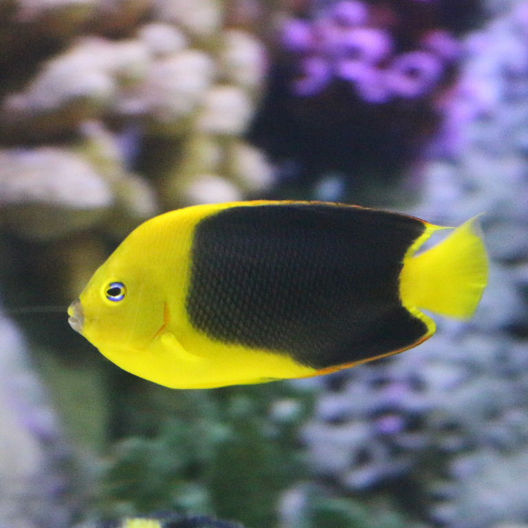 Rock Beauty Angelfish