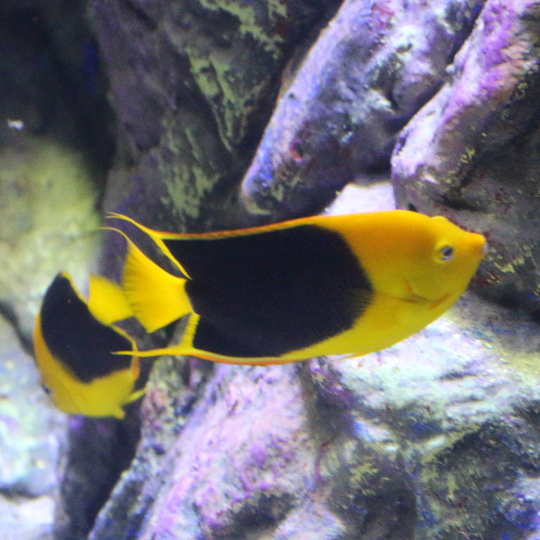 Rock Beauty Angelfish