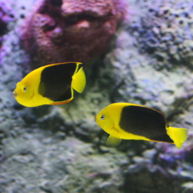 Rock Beauty Angelfish
