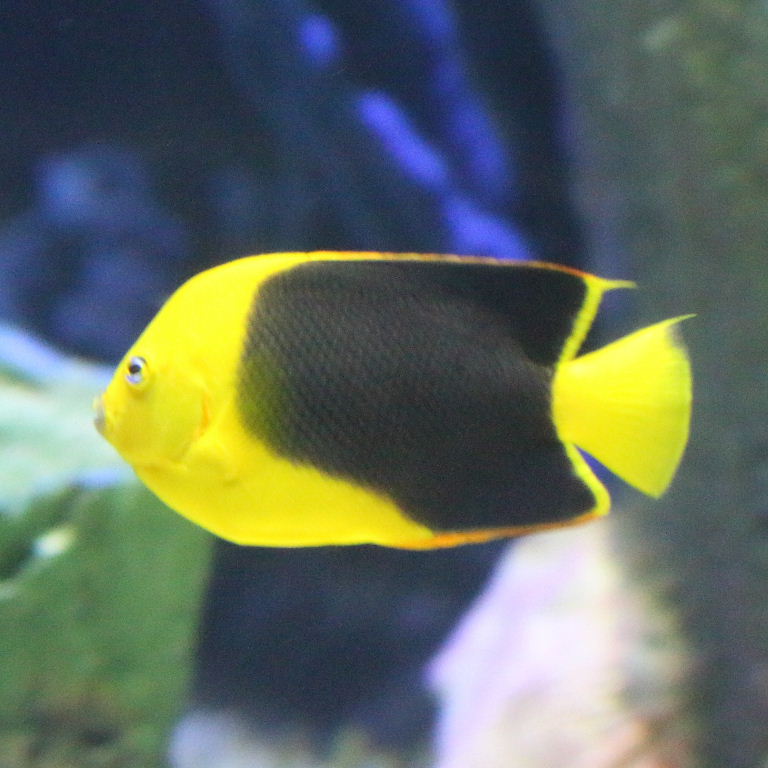 Rock Beauty Angelfish