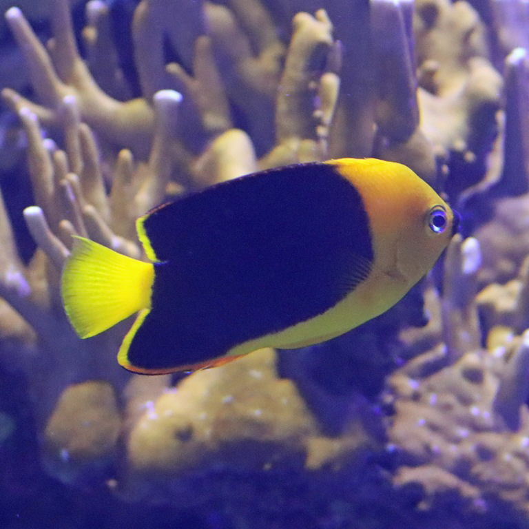 Rock Beauty Angelfish