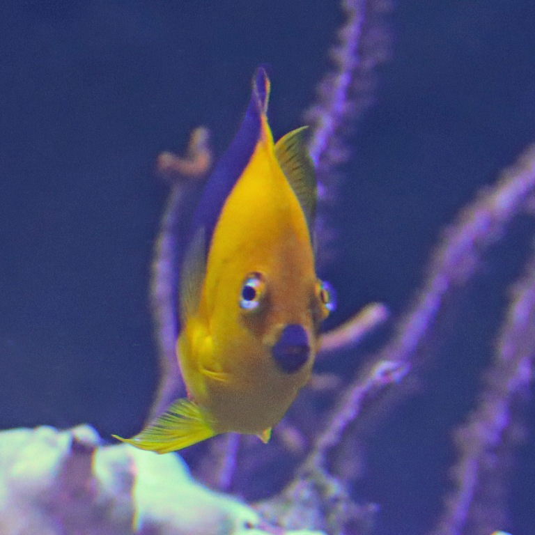 Rock Beauty Angelfish