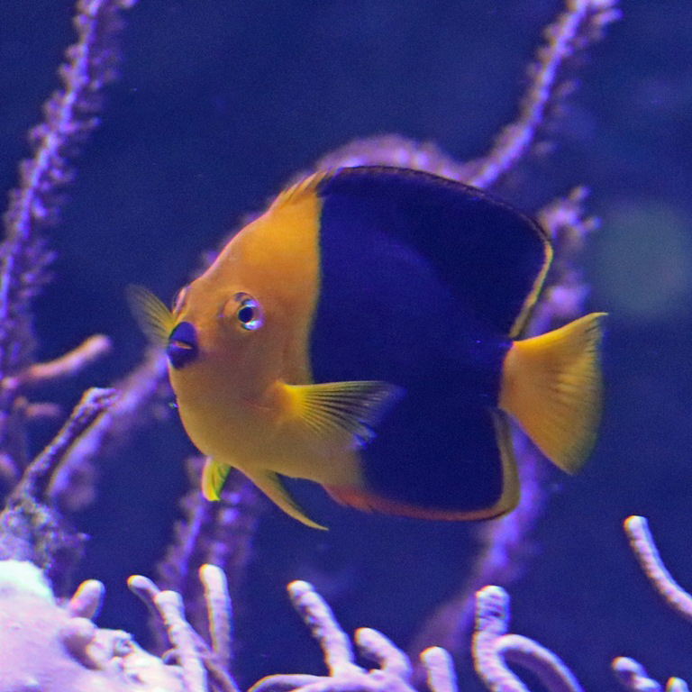 Rock Beauty Angelfish