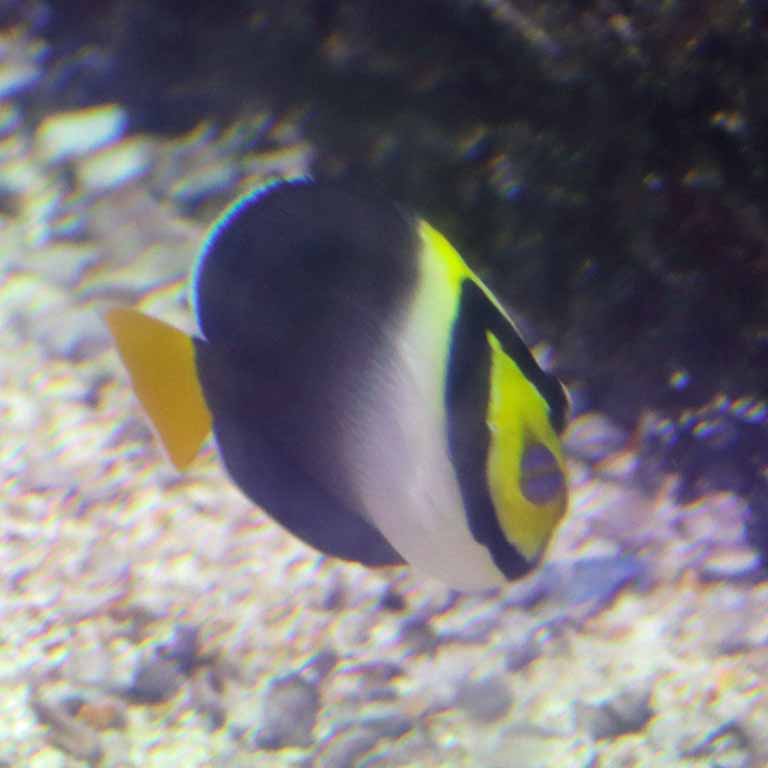 Vermiculated Angelfish
