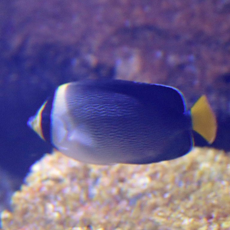 Vermiculated Angelfish