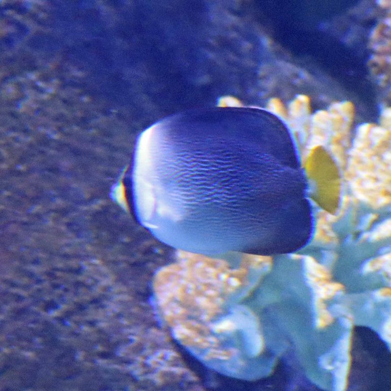 Vermiculated Angelfish