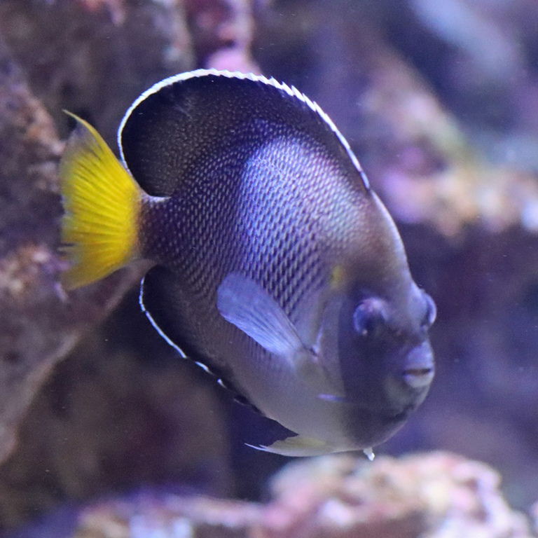 Yellowtail Angelfish