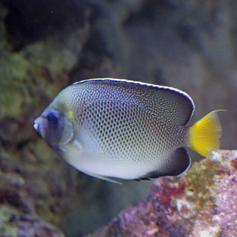 Indian Yellowtail Angelfish
