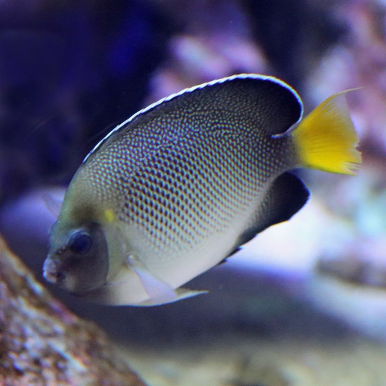 Yellow-tailed Angelfish