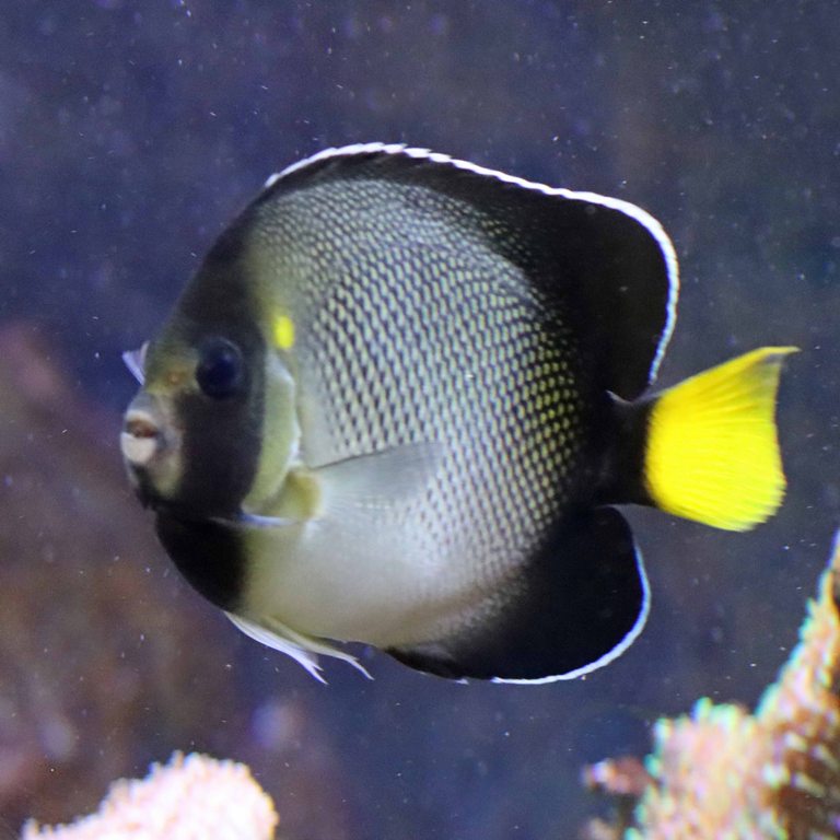 Indian Yellowtail Angelfish