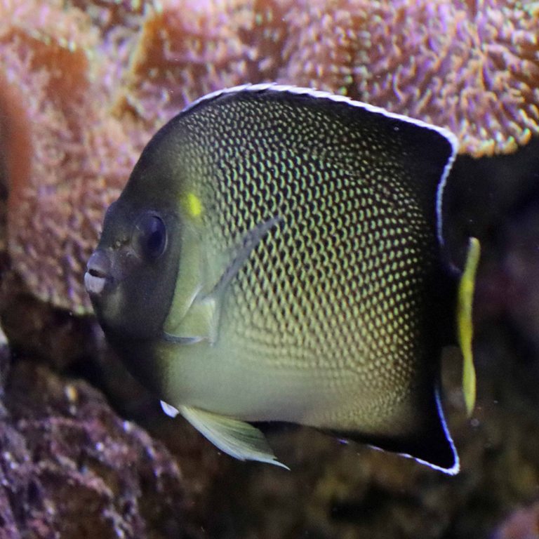 Yellowtail Angelfish