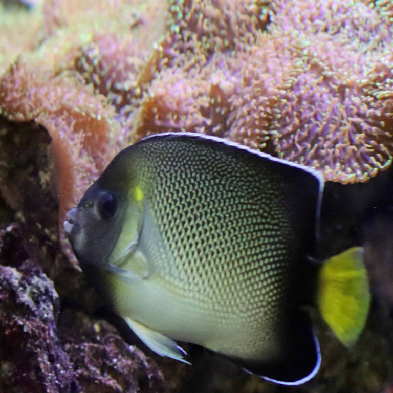 Indian Yellowtail Angelfish