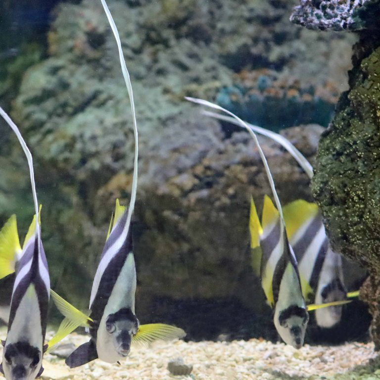 Longfin Bannerfish
