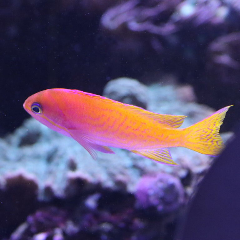 Twinspot Anthias