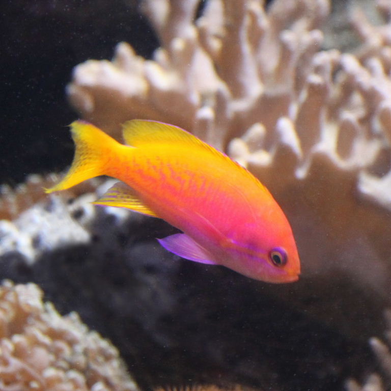 Twinspot Anthias female