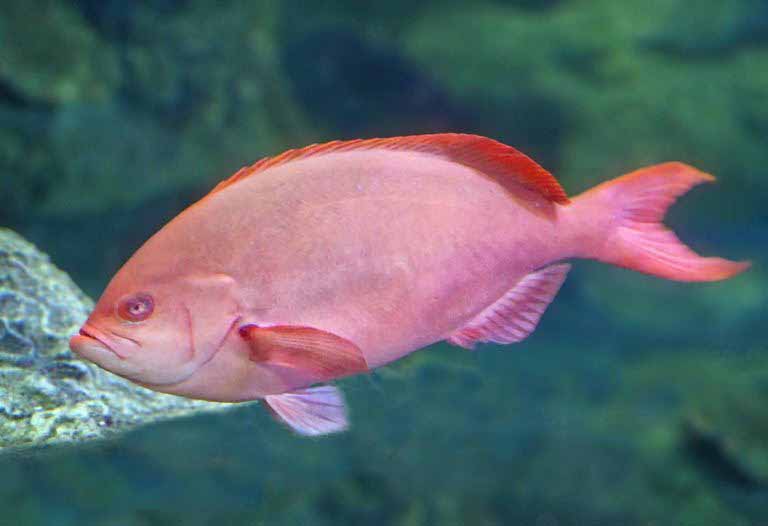 Pacific Creolefish