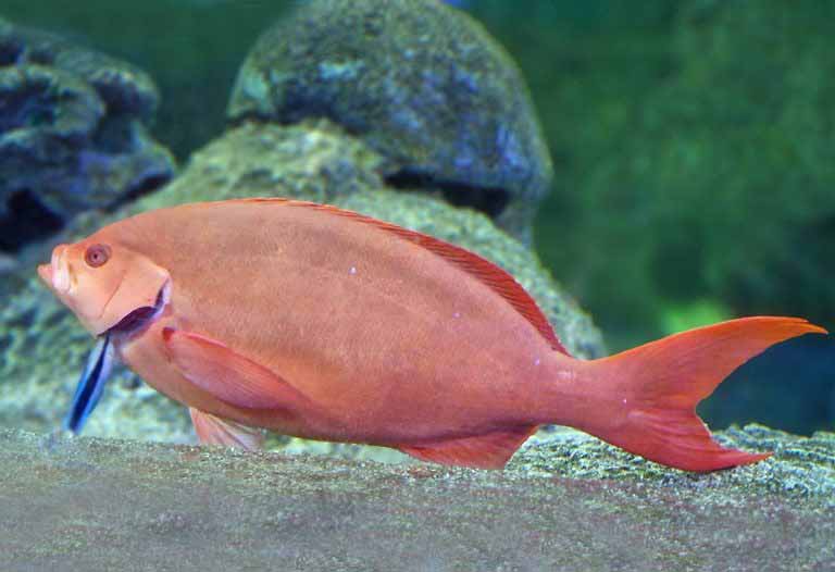 Pacific Creolefish with cleaner wrasse