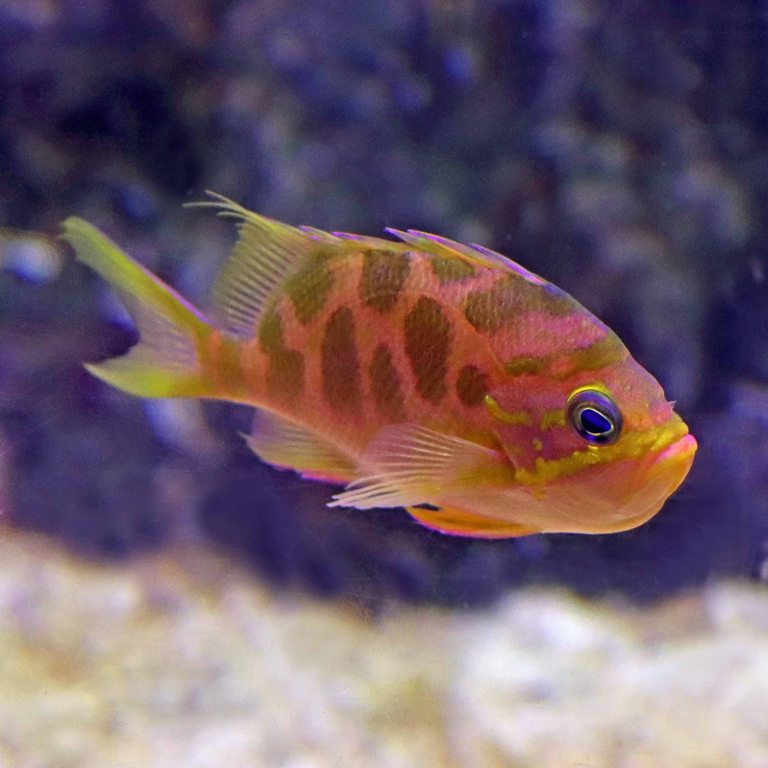 Blotched Swallowtail Anthias