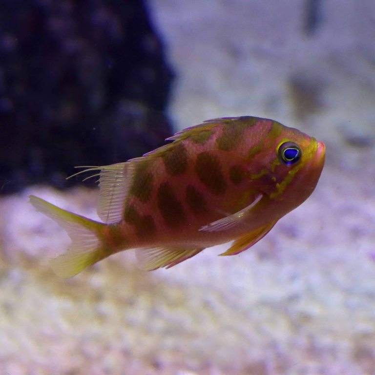 Blotched Swallowtail Anthias