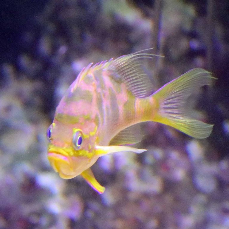 Blotched Swallowtail Anthias