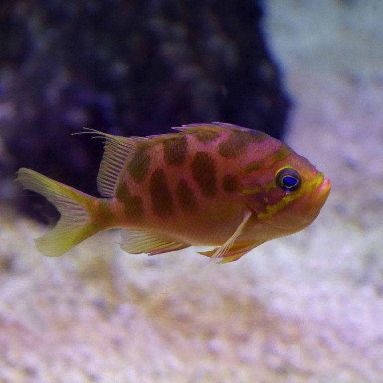 Blotched Swallowtail Anthias